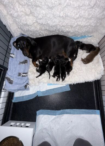 DACHSHUND PUPPIES!