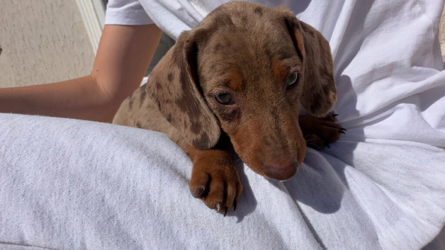 minature boy dachshund