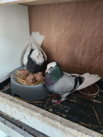Iranian pigeons