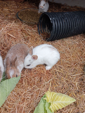 Baby rabbits