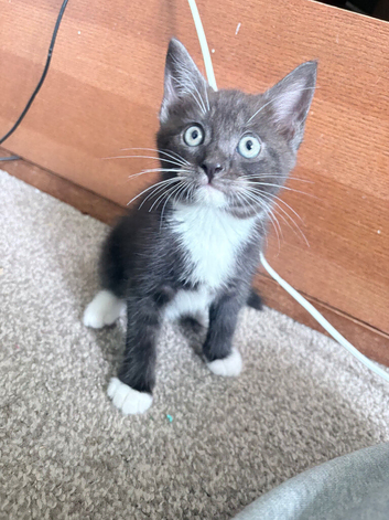 9 week old kitten