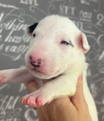 Beautiful Bullterrier pups