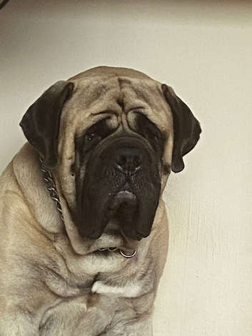 Kc registered old English mastiff puppies