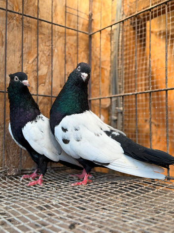 IRANIAN SINEH PIGEONS