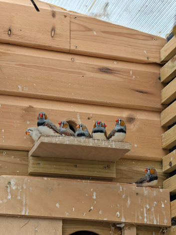 Zebra finches