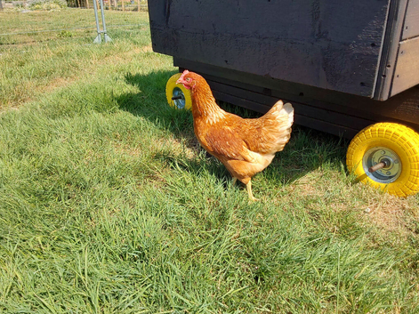 Brown  chickens
