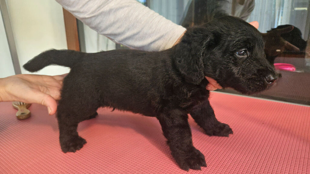 F2 miniature double doodle pups - rare colour