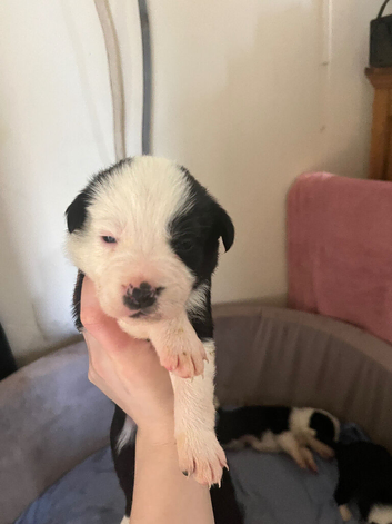 6 pups for sale