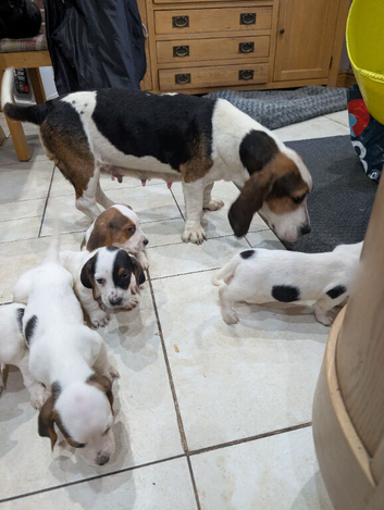 Basset hound puppies