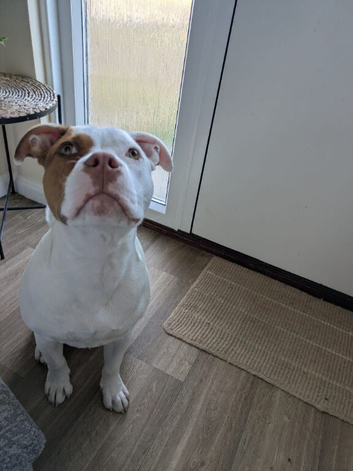 Staffy cross