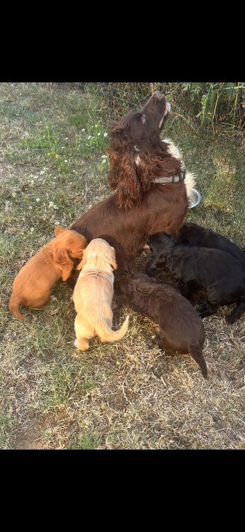 BEAUTIFUL COCKER SPANIEL PUPPIES