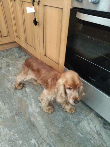 Cocker adult female
