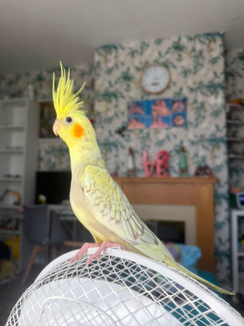 Cockateil pied babies ..