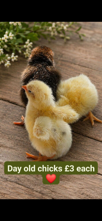 Mixed breed chicks