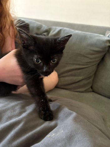 Black male kitten