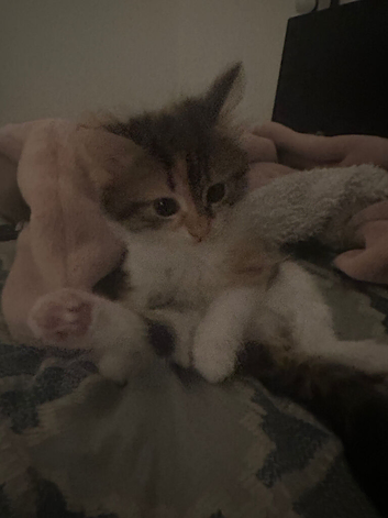Kitten for sale