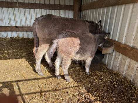 Half miniature colt available