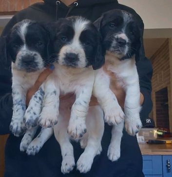 Working Springer Spaniels