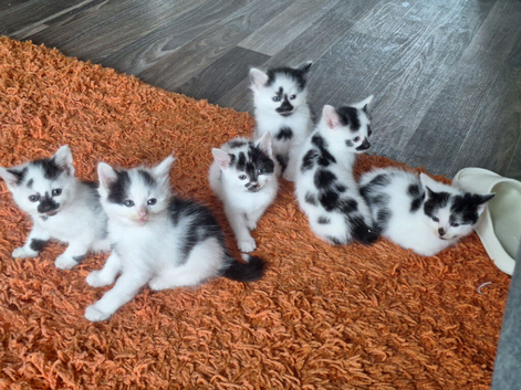 5 beautiful kittens