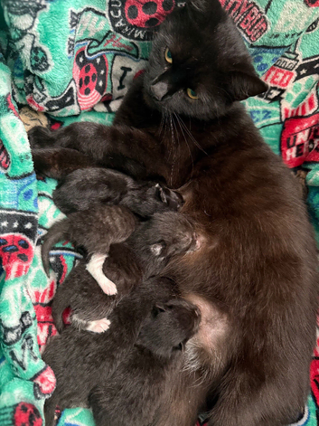 5 x kittens