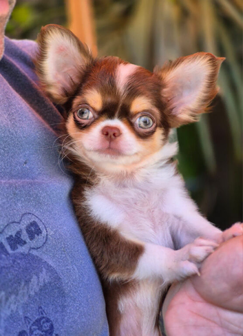 Amazing Longcoat Apple head Chihuahua puppies