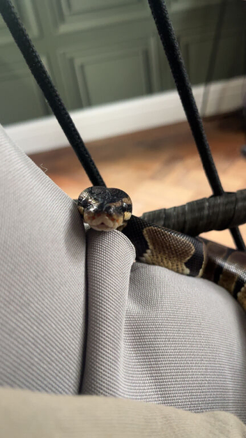 Royal python for sale