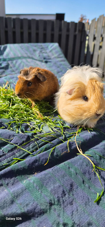 Forever Loving Home  for 2 boys