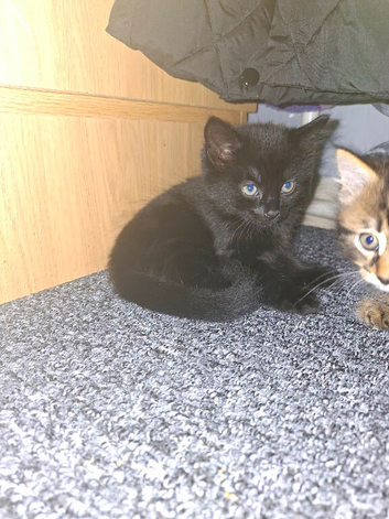 2 kittens for new home