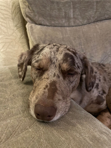 Scully, a 4 year old Borador.