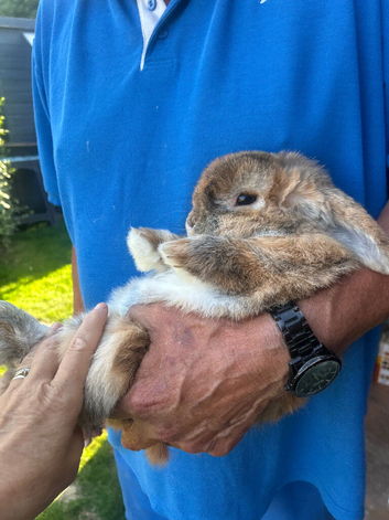 Mini lop