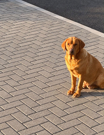 Labrador x cocker spaniel