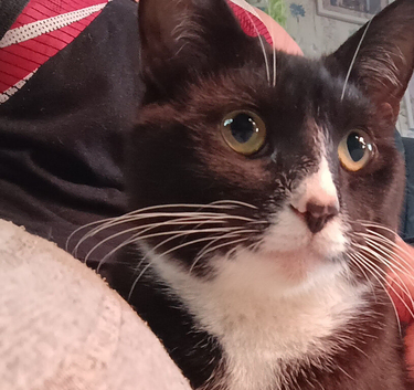 Healthy Tuxedo Tomcat