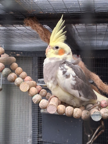 Pied cockatiel baby