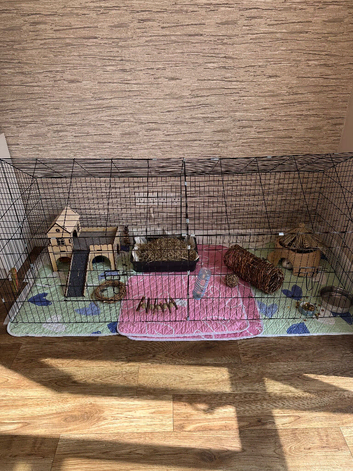2x female guinea pigs 7 months old