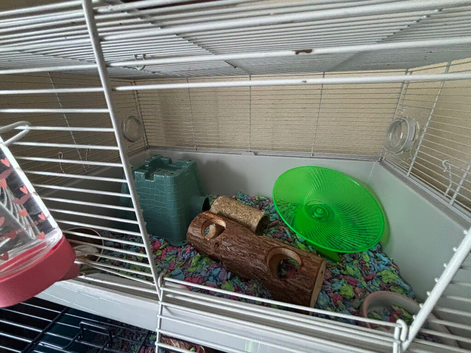 hamster