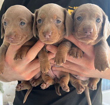 Miniature Dachshund Puppies