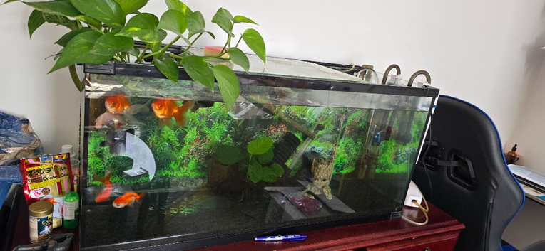 Fish tank