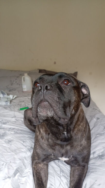Cane corso x Staffie for rehoming