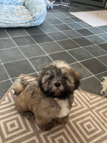 Shih tzu