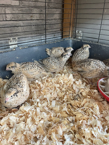 Quail hens