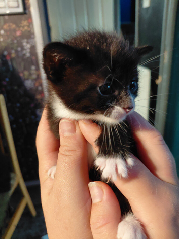 3 kittens ready in 4weeks