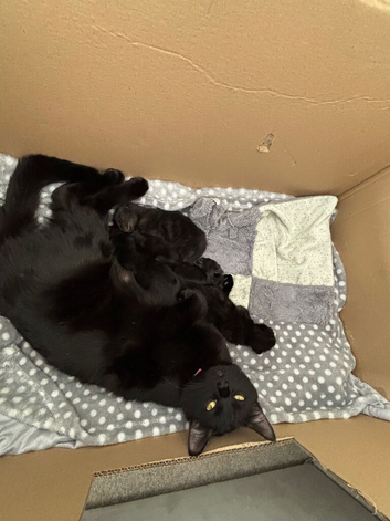 Beautiful Kittens for sale