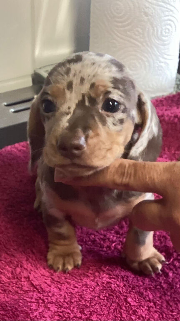 Miniture Dachshund Boy