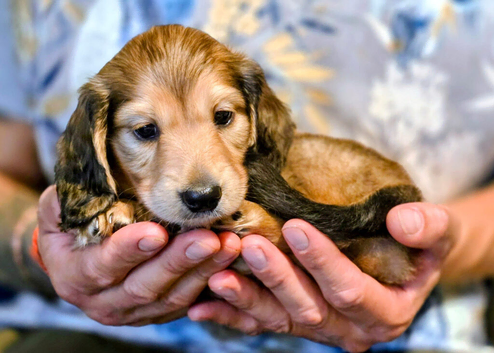 Miniature dachshund puppies 1 girl and 3 boys ready Thursday!