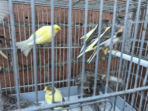 Canaries x20