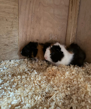 baby boy guinea pigs