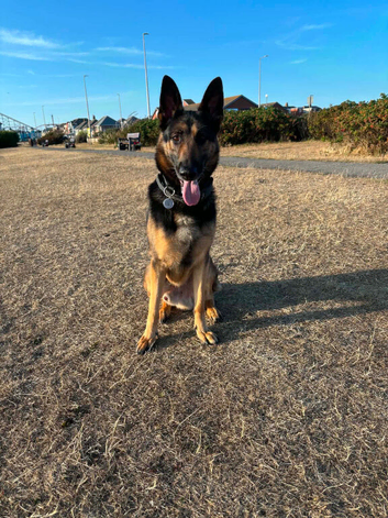 Beautiful German Shepherd