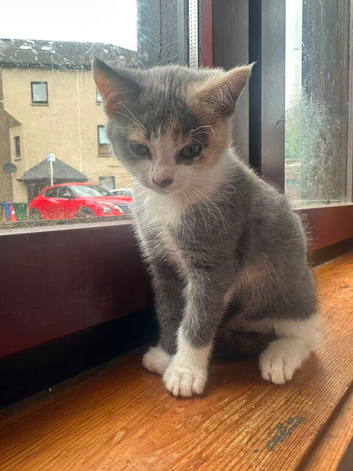 Kittens