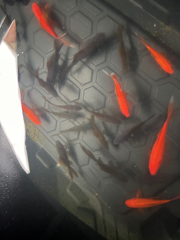 Goldfish approx 10cm