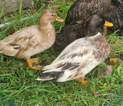 Pair of call ducks